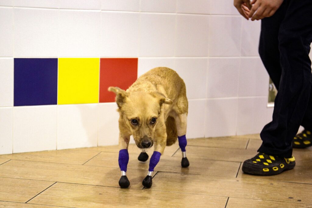 amazing dog rescue stories