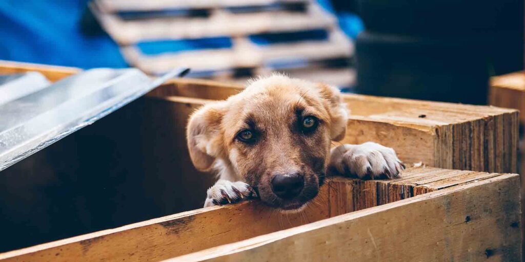 8 Amazing Dog Rescue Stories