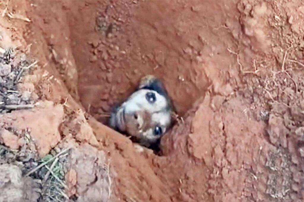 Stuck To The Ground - amazing dog rescue stories