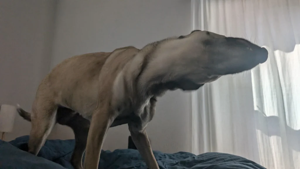 Amazing Dog Rescue Stories