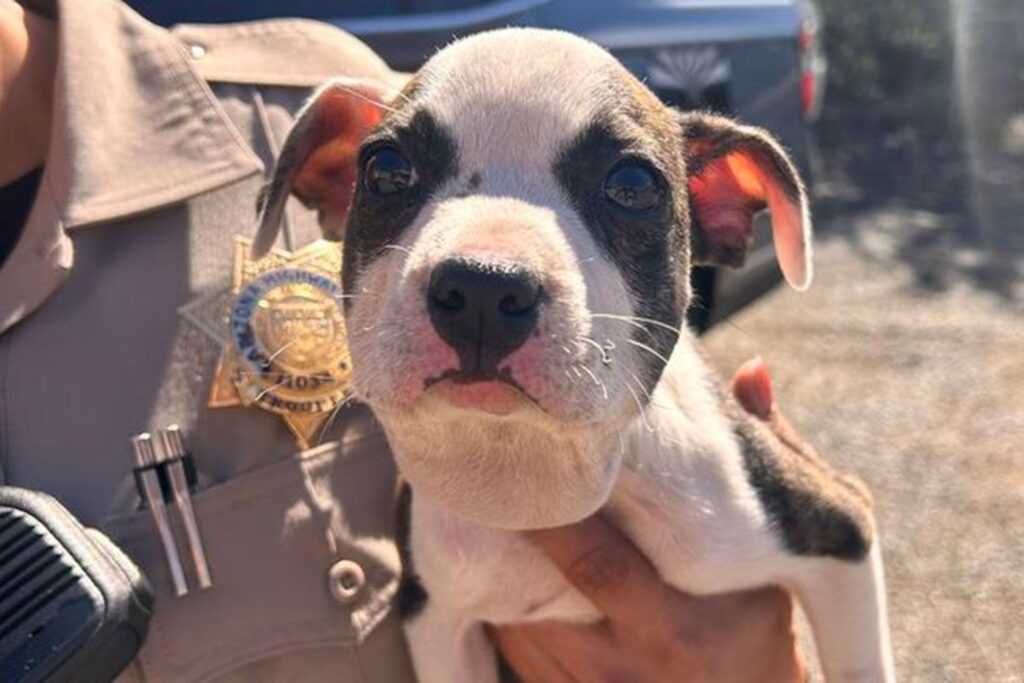 amazing dog rescue stories